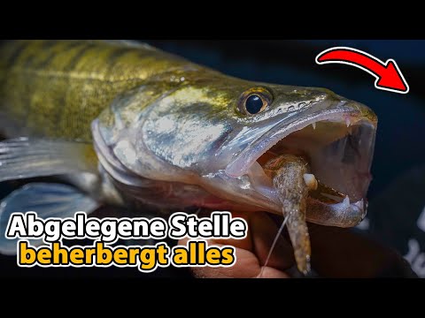 Zander fishing with bait fish on the river | including epic surprise catches