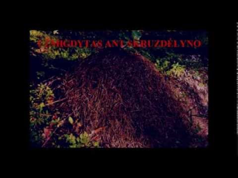 Agnė Simutytė - Užmigdytas ant skruzdėlyno