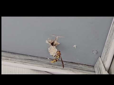 Yellow Jacket Building It's Nest in Manchester Township, NJ