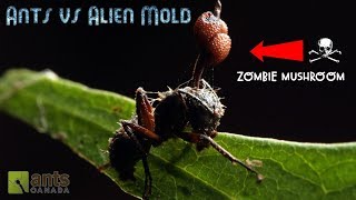 ANTS VS. ALIEN MOLD
