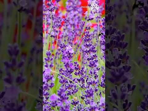 Beautiful flowers #beautiful  #nature  #shorts #flowers