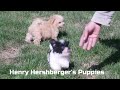 Havapoo dogs for sale: Uma - Video 1