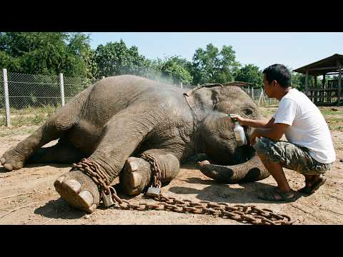 A man freed an elephant after 50 years of captivity. His reaction will make you cry!