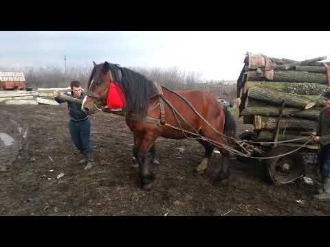 Probe cai 2018 armasar