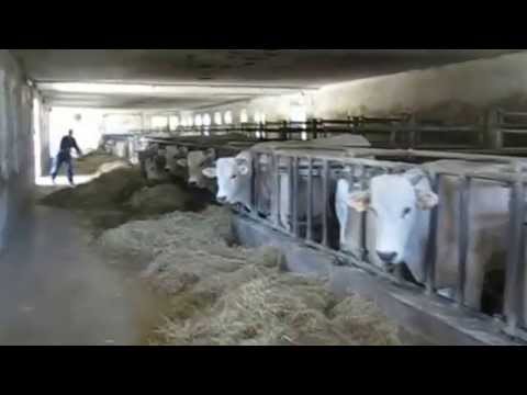 Società  Agricola Pratolina sas