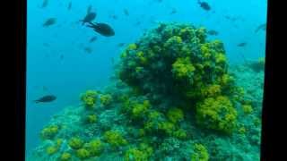 preview picture of video 'Buceo Costa Nerja 2013'