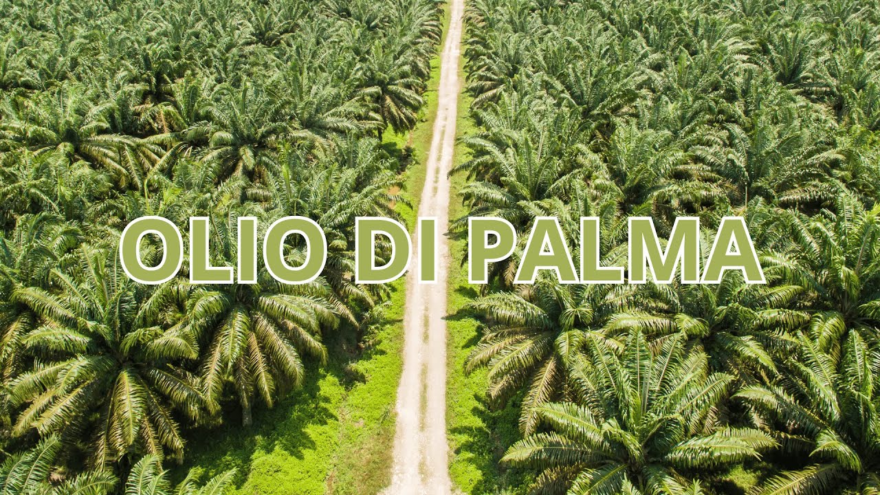 Rendere l'olio di palma sostenibile: il ruolo dei piccoli coltivatori e delle cooperative