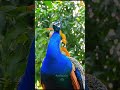 High quality peacock sound call short video #peacocksound #birds
