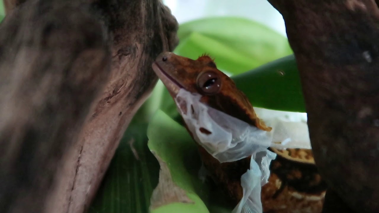 CRESTED GECKO CAUGHT EATING SHED ON CAMERA!!!!