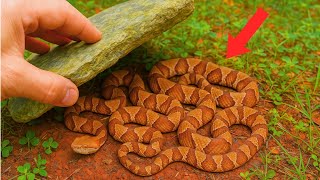 I Flipped 100 Rocks For VENOMOUS Animals!