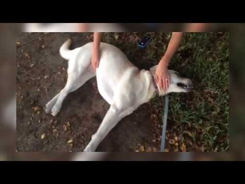 download lagu mp3 mp4 Seizuring, download lagu Seizuring gratis, unduh video klip Seizuring