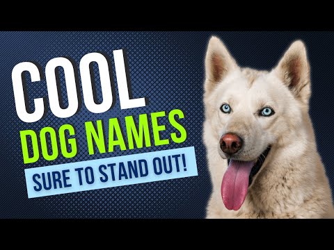 300+ COOL Dog Names That Stand Out From The Pack | Boy and Girl Dog Names | Unique Dog Names