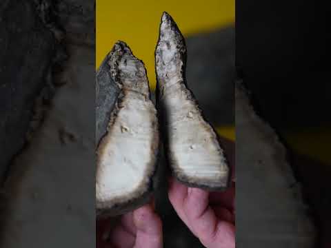 Le caoutchouc était autrefois inutile… Découvrez pourquoi tout a changé !