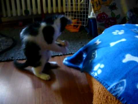 pisica si coaja de portocala