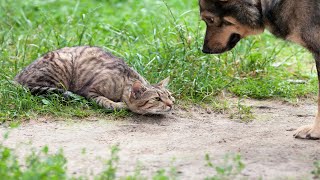 Cat TACKLES Dog! 😮| 60 Minutes FUNNIEST Pets