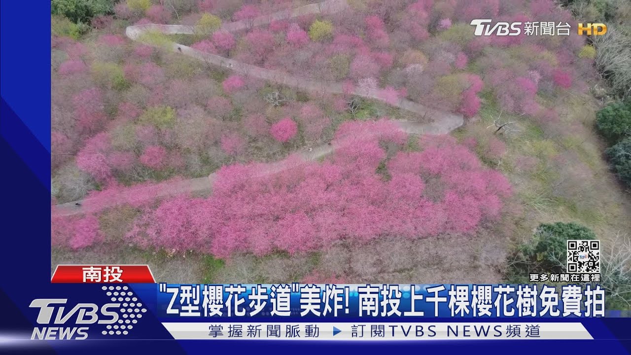 「Z型櫻花步道」美炸! 南投上千棵櫻花樹免費拍
