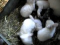 Florida white momma bunny and baby bunnies 