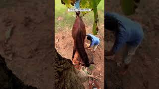 Download lagu Eps 78 | Natural Horse Breeding Process | KMP Stable Documentary #pets #horse #nature #animals #fyp mp3