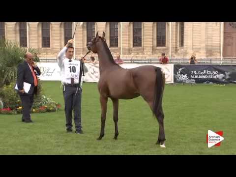 N.10 SHAINA DVA - Chantilly 2015 ABCE - Fillies 1 year old (Class 1A)