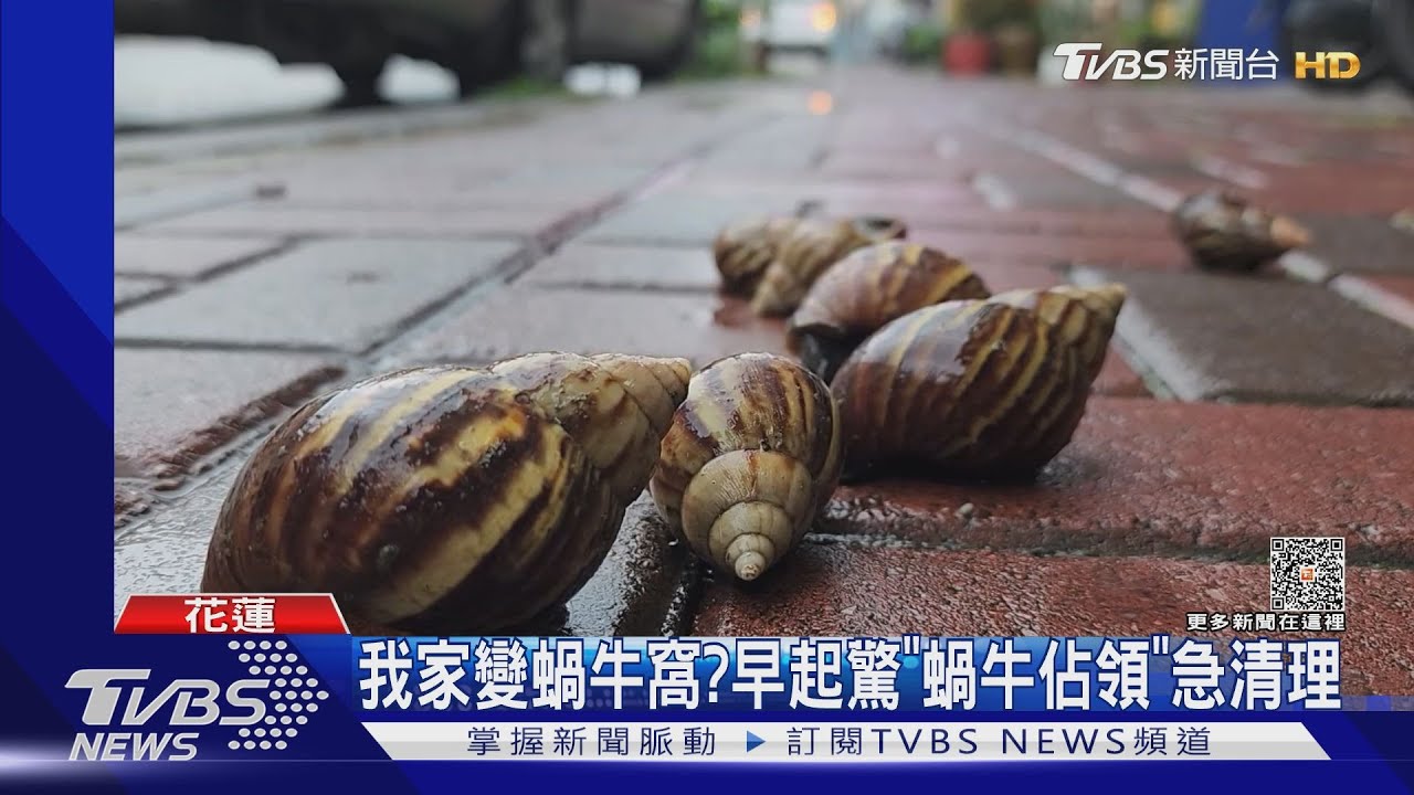 越獄了?疑束口沒綁緊 蝸牛大軍爬滿民宅