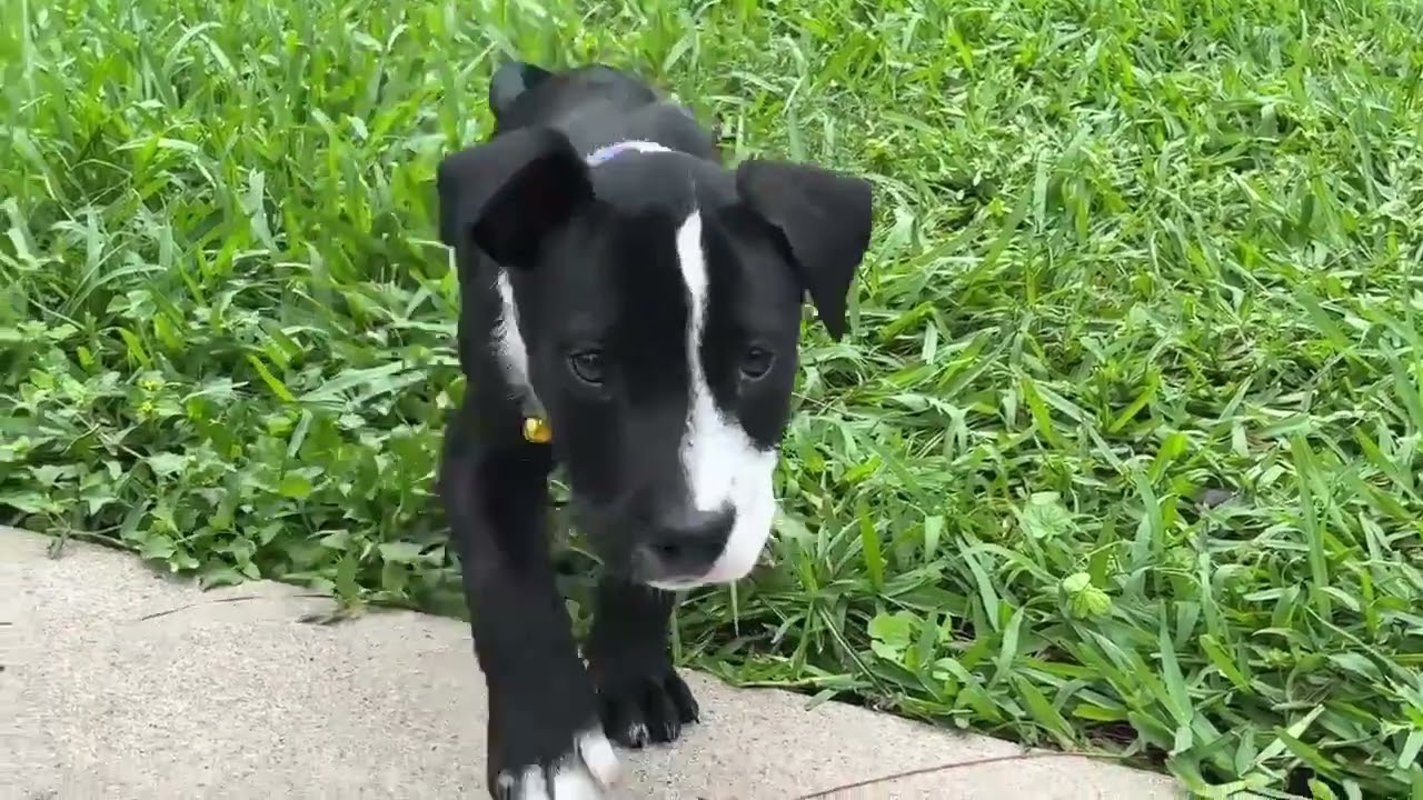 Haze - Local, a ADOPTABLE mixed breed in West Warwick, RI video 4/4
