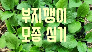 부지 깽이 모종 심기