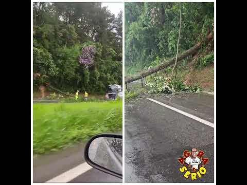 ÁRVORE CAI NA BR 116 NA ALTURA NO POSTO 65.