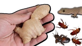 Get Rid of Cockroaches Permanently | Cockroach Killer Spray Homemade | Get Red Off Cockroach, Lizard