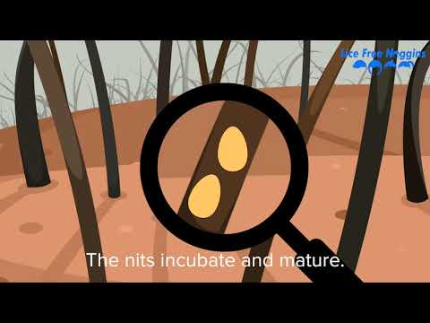 Life Cycle of Head Lice