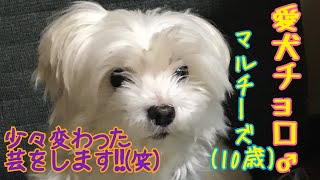 家の愛犬｢チョロ｣(マルチーズ♂10歳)が少し変わった(？)芸をして御褒美のサツマイモのおやつを一気食い！！(笑)