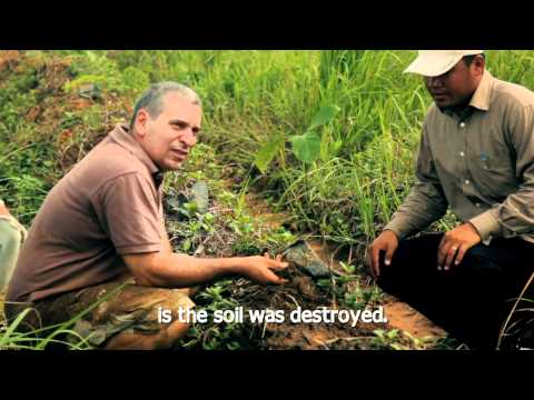 Plant a Rainforest in Southeast Asia