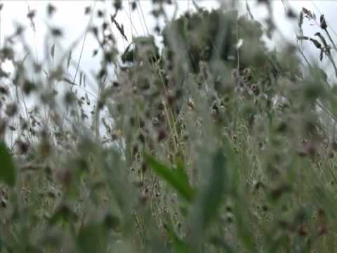 Txarango- La dansa del vestit.