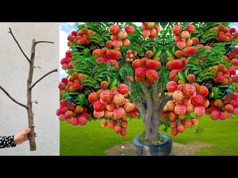 , title : 'Technique Propagation Lychee tree / how to grow lychee tree fast with Aloe Vera fruits'