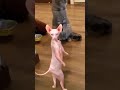 Alien Cat Dancing infront of my cat😱😳😳 Shocking real video footage #shorts #short #alien