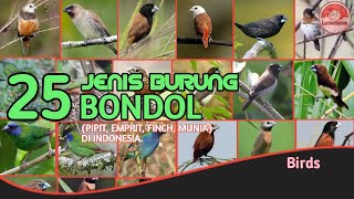 Download lagu 25 Jenis Burung Pipit, burung Bondol, burung Emprit di Indonesia. mp3 Download lagu 25 Jenis Burung Pipit, burung Bondol, burung Emprit di Indonesia. mp3