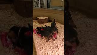 Airedale Terrier Puppies Videos