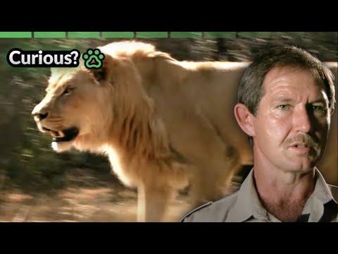 Close Call with Lions | Human Prey