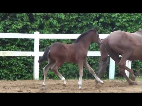 *2017 Hengstfohlen von Libertad - Federweißer