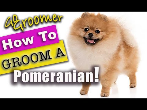 How to GROOM a POMERANIAN! #BestPomeranianTutorial