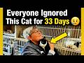 Everyone Ignored This TUXEDO CAT For 33 Days Then She Arrived