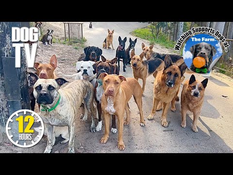 Dog TV for Dogs 🐶 All Day Entertainment for Dogs 🎵 Relaxing Dog Music & Anti Anxiety Dogs Home Alone