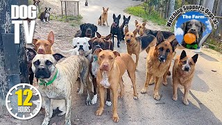Dog TV for Dogs 🐶 All Day Entertainment for Dogs 🎵 Relaxing Dog Music & Anti Anxiety Dogs Home Alone