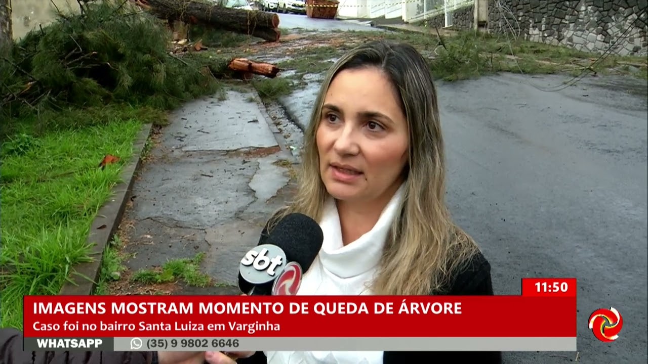Flagrante da queda da árvore em Varginha