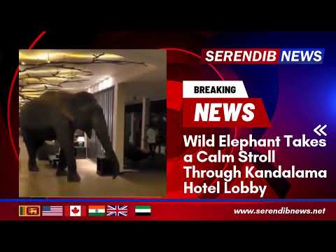 Wild Elephant Takes a Calm Stroll Through Kandalama Hotel Lobby