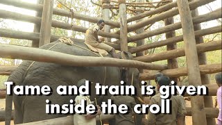 Sakrebylu Camp is training School to tame and train the wild Elephants