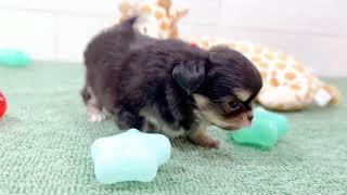 チワワ(ロング)の動画01