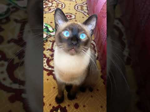 Crossed eye cat blue eyes satisfying - Siamese cat