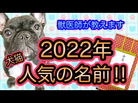 4本足の友達にぴったりの犬の名前を見つけるにはどうすればよいですか?