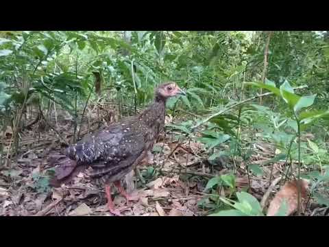 剛野放的藍腹鷳幼鳥正在熟悉環境中