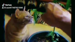 Download lagu Wkwkwk kucing mabok ganja mp3 Download lagu Wkwkwk kucing mabok ganja mp3